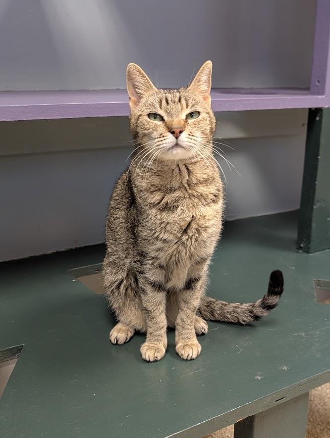 Squeek, a Adoptable mixed breed in Waupun, WI image 2/4