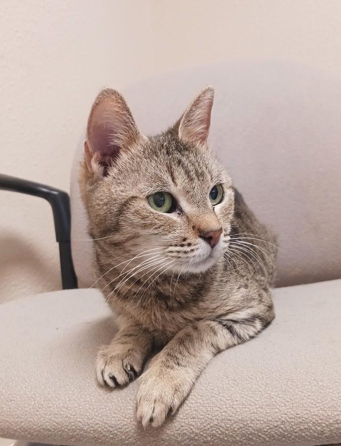 Squeek, a Adoptable mixed breed in Waupun, WI image 3/4