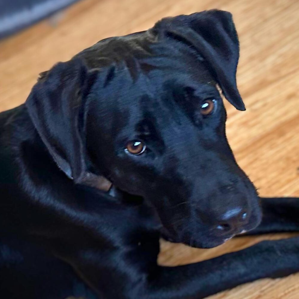 Enlarge Henry, a ADOPTABLE mixed breed in Baltimore, MD image 1/5