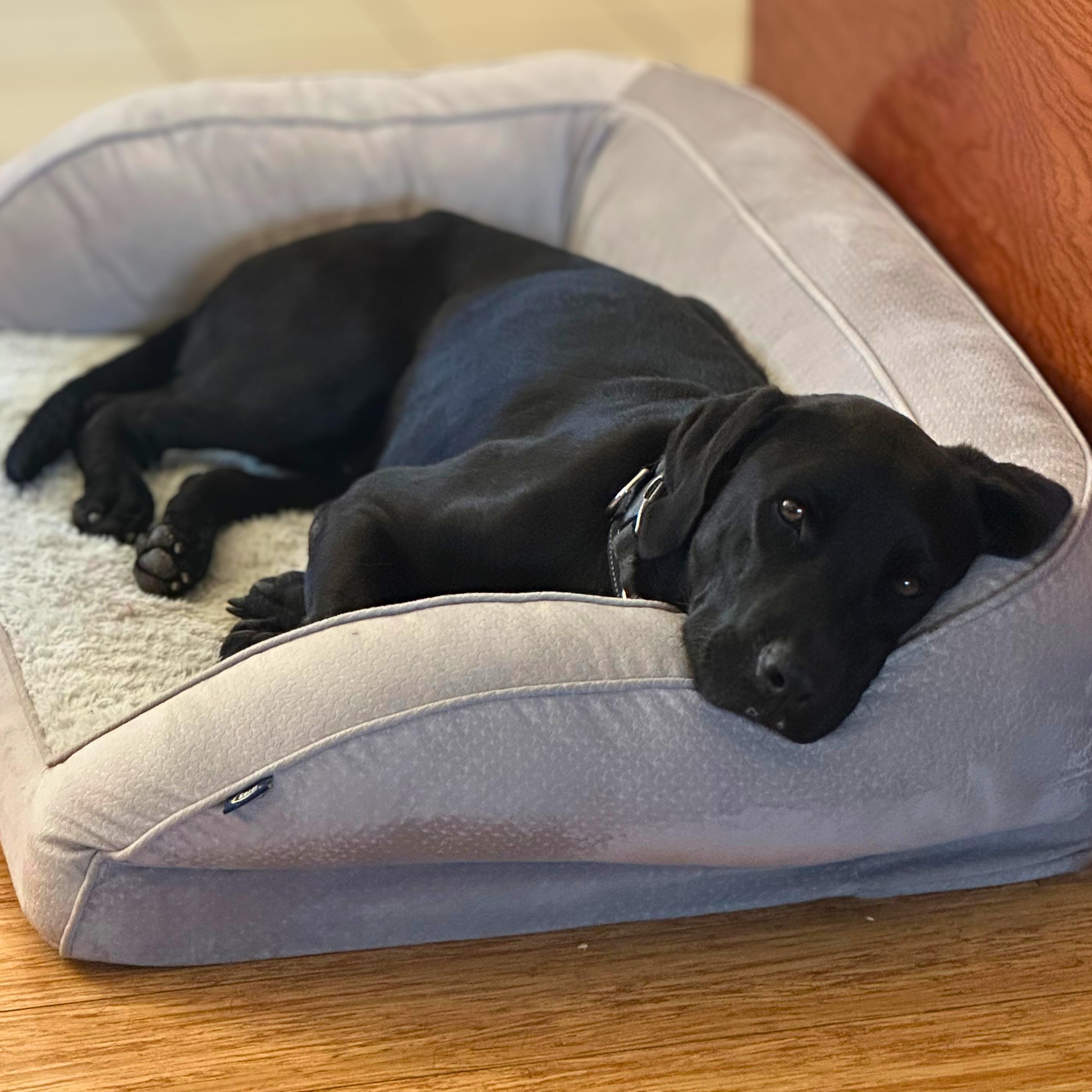 Enlarge Henry, a ADOPTABLE mixed breed in Baltimore, MD image 2/5