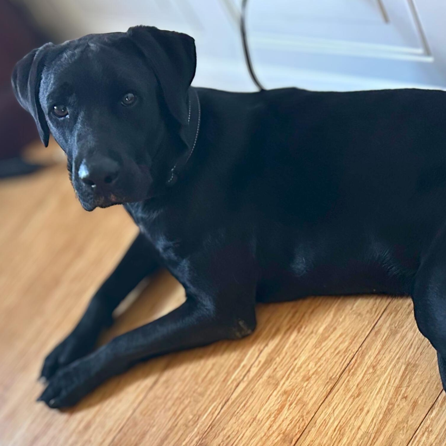 Enlarge Henry, a ADOPTABLE mixed breed in Baltimore, MD image 3/5