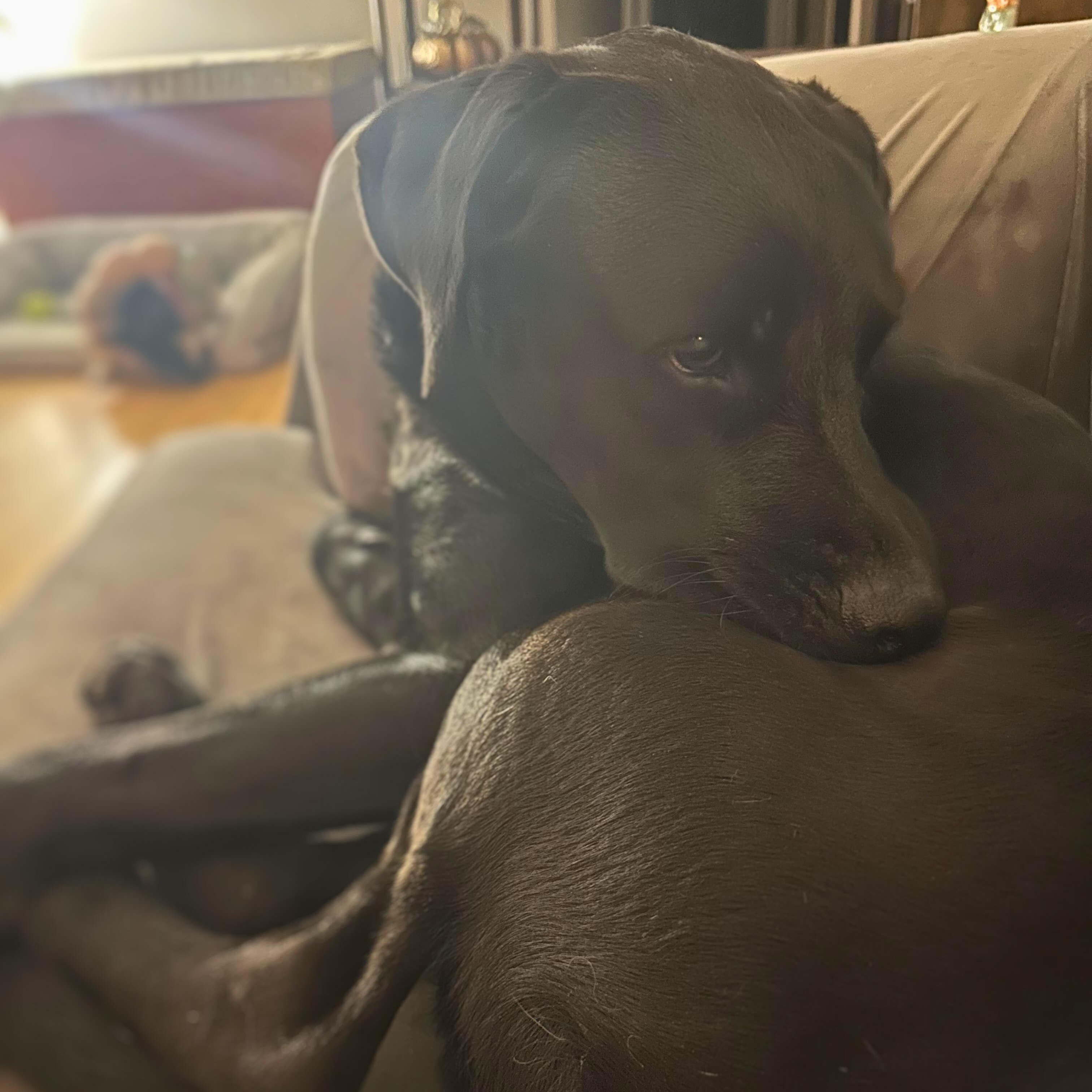 Enlarge Henry, a ADOPTABLE mixed breed in Baltimore, MD image 4/5