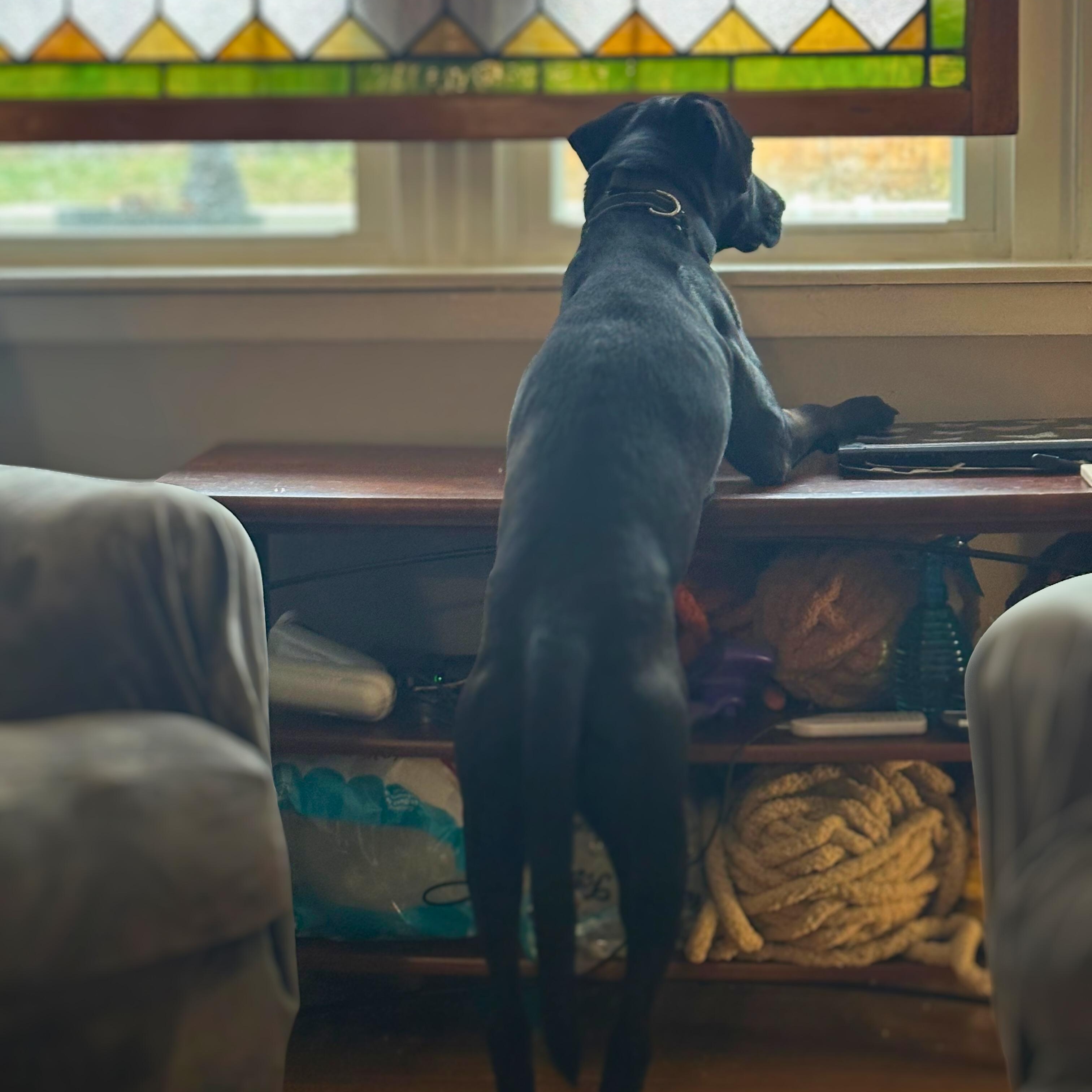 Enlarge Henry, a ADOPTABLE mixed breed in Baltimore, MD image 5/5