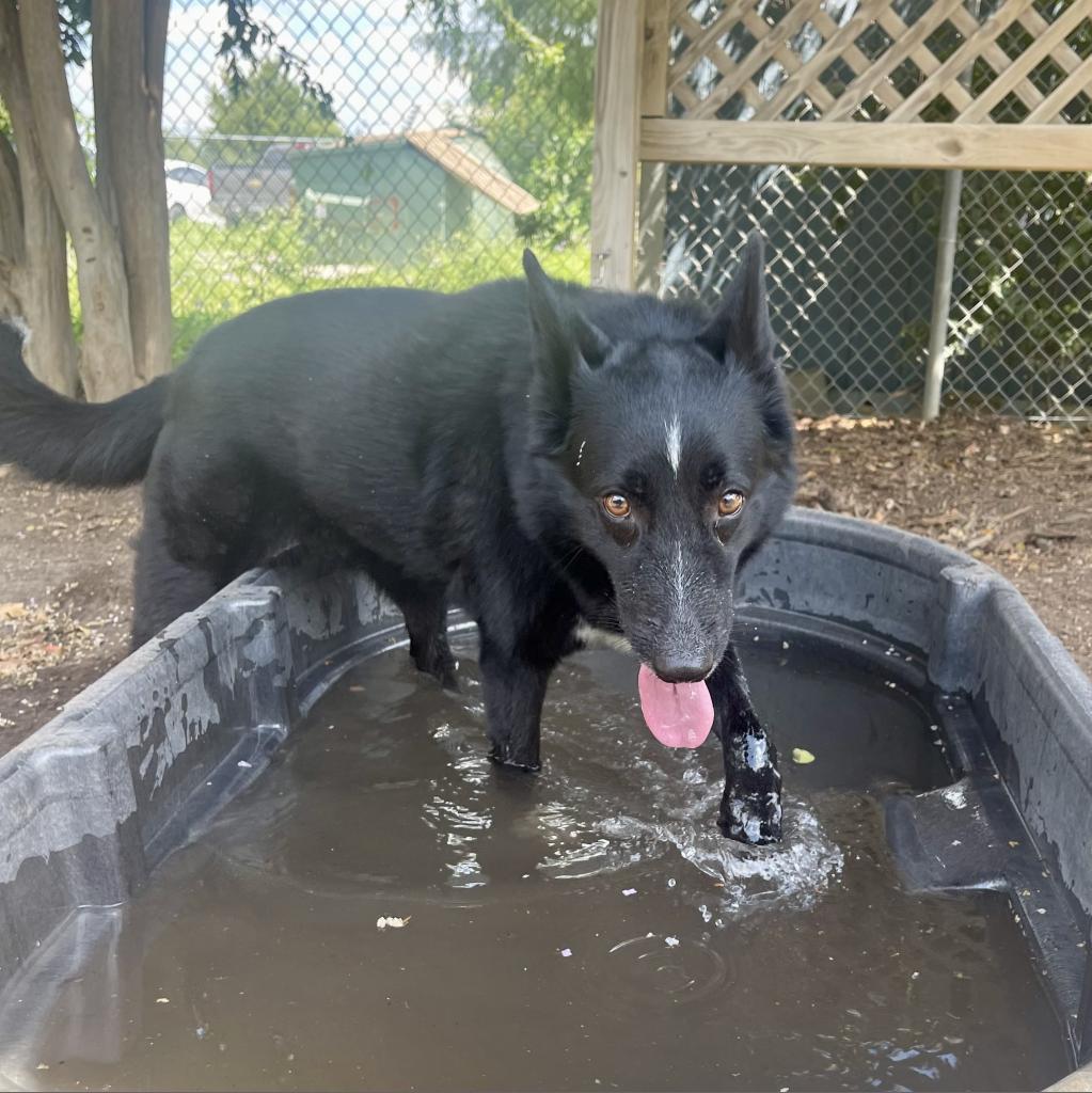 STELLA, Adoptable, Senior Female Australian Kelpie & Border Collie.