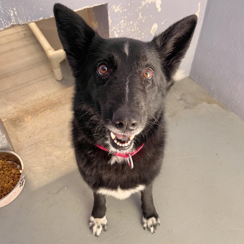 STELLA, Adoptable, Senior Female Australian Kelpie & Border Collie.