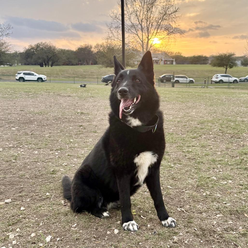 Enlarge STELLA, a Adoptable mixed breed in Kyle, TX image 2/6