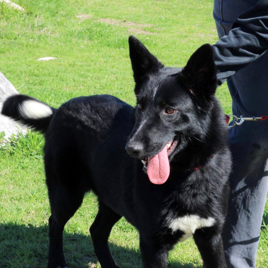 Enlarge STELLA, a Adoptable mixed breed in Kyle, TX image 2/6