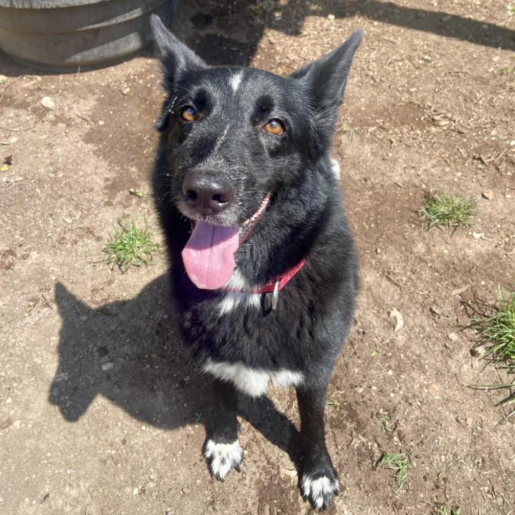 Enlarge STELLA, a Adoptable mixed breed in Kyle, TX image 3/6