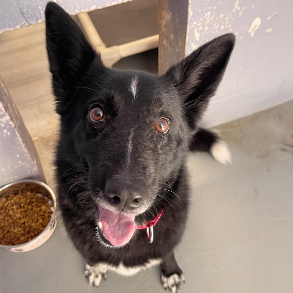 Enlarge STELLA, a Adoptable mixed breed in Kyle, TX image 6/6