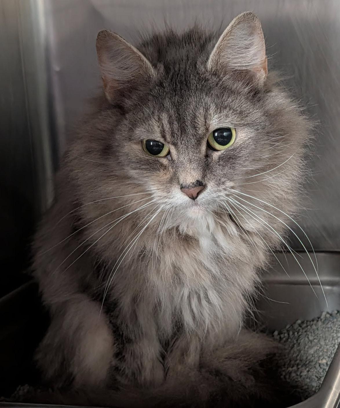 Enlarge Fluffy (Spayed), an adopted mixed breed in Marietta, OH image 1/4