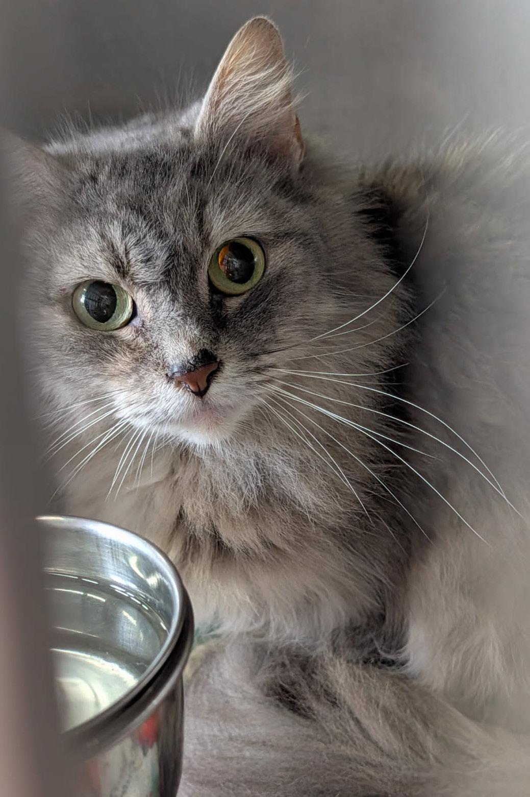Enlarge Fluffy (Spayed), an adopted mixed breed in Marietta, OH image 2/4