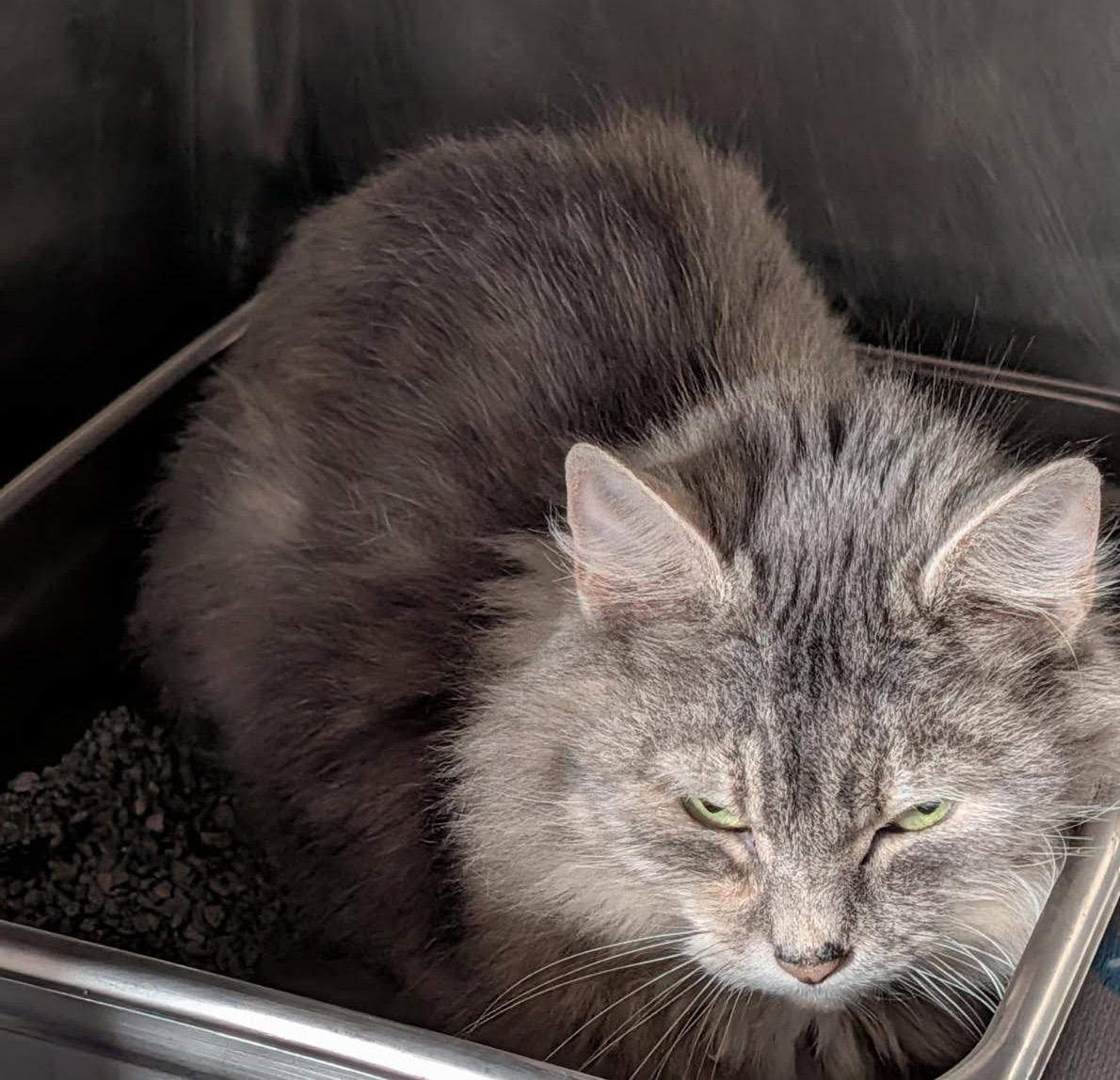 Enlarge Fluffy (Spayed), an adopted mixed breed in Marietta, OH image 4/4
