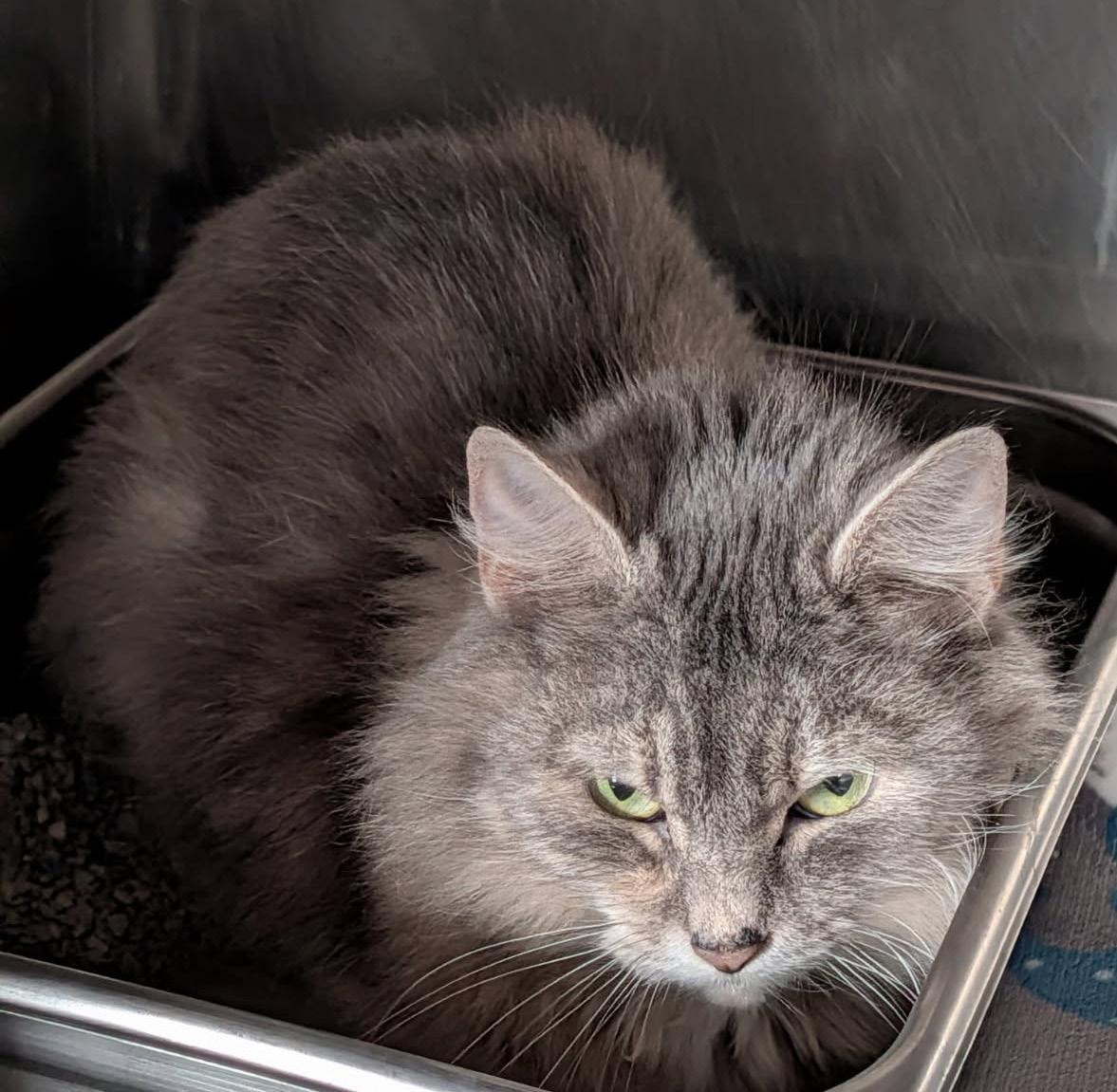 Enlarge Fluffy (Spayed), an adopted mixed breed in Marietta, OH image 3/4