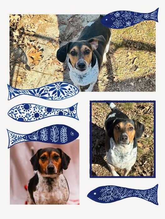 Enlarge Teddy, a Adoptable mixed breed in Tahlequah, OK image 6/6