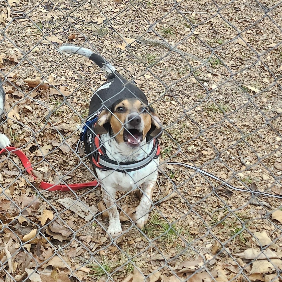 Enlarge Teddy, a Adoptable mixed breed in Tahlequah, OK image 1/1