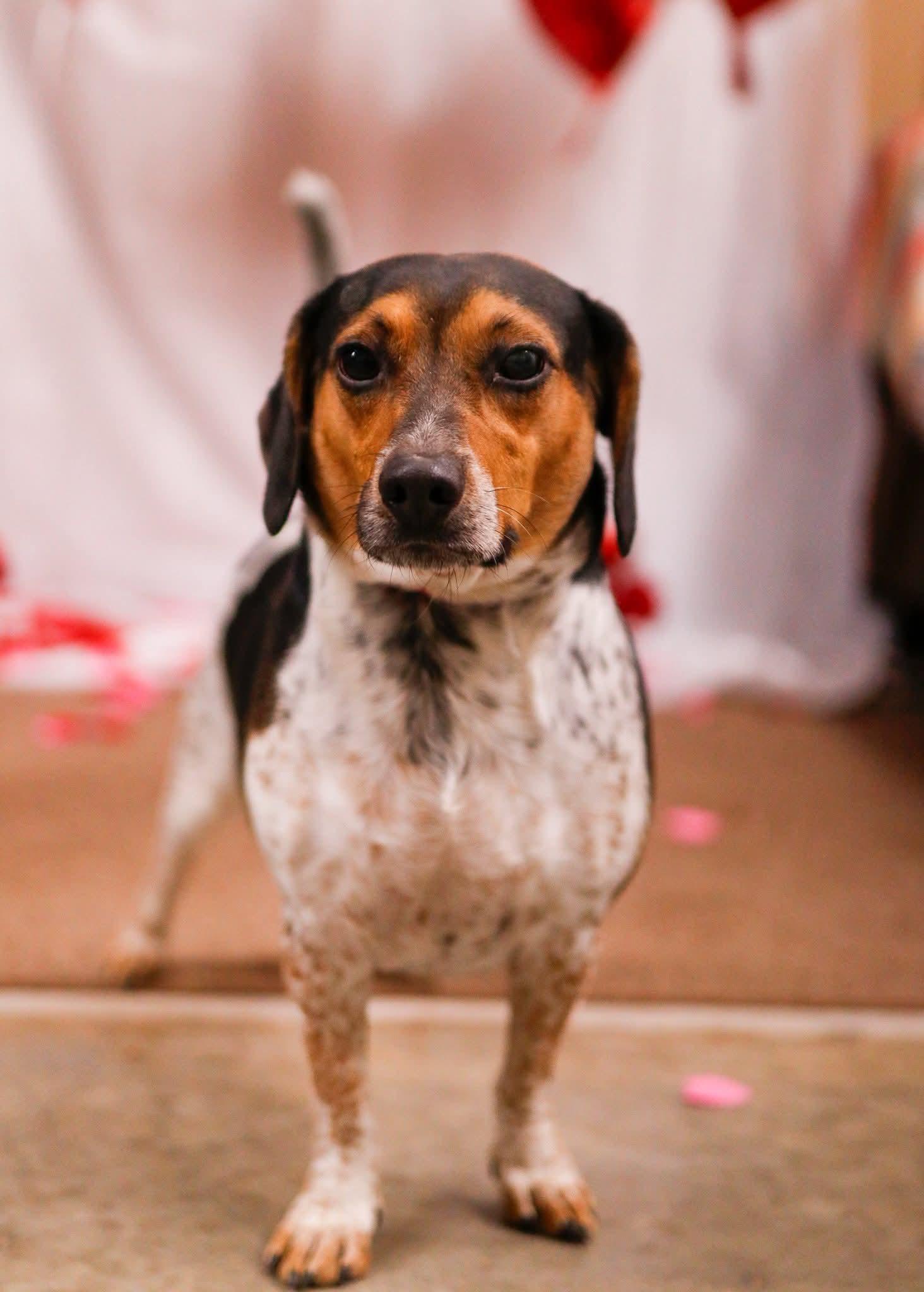 Enlarge Teddy, a Adoptable mixed breed in Tahlequah, OK image 2/5