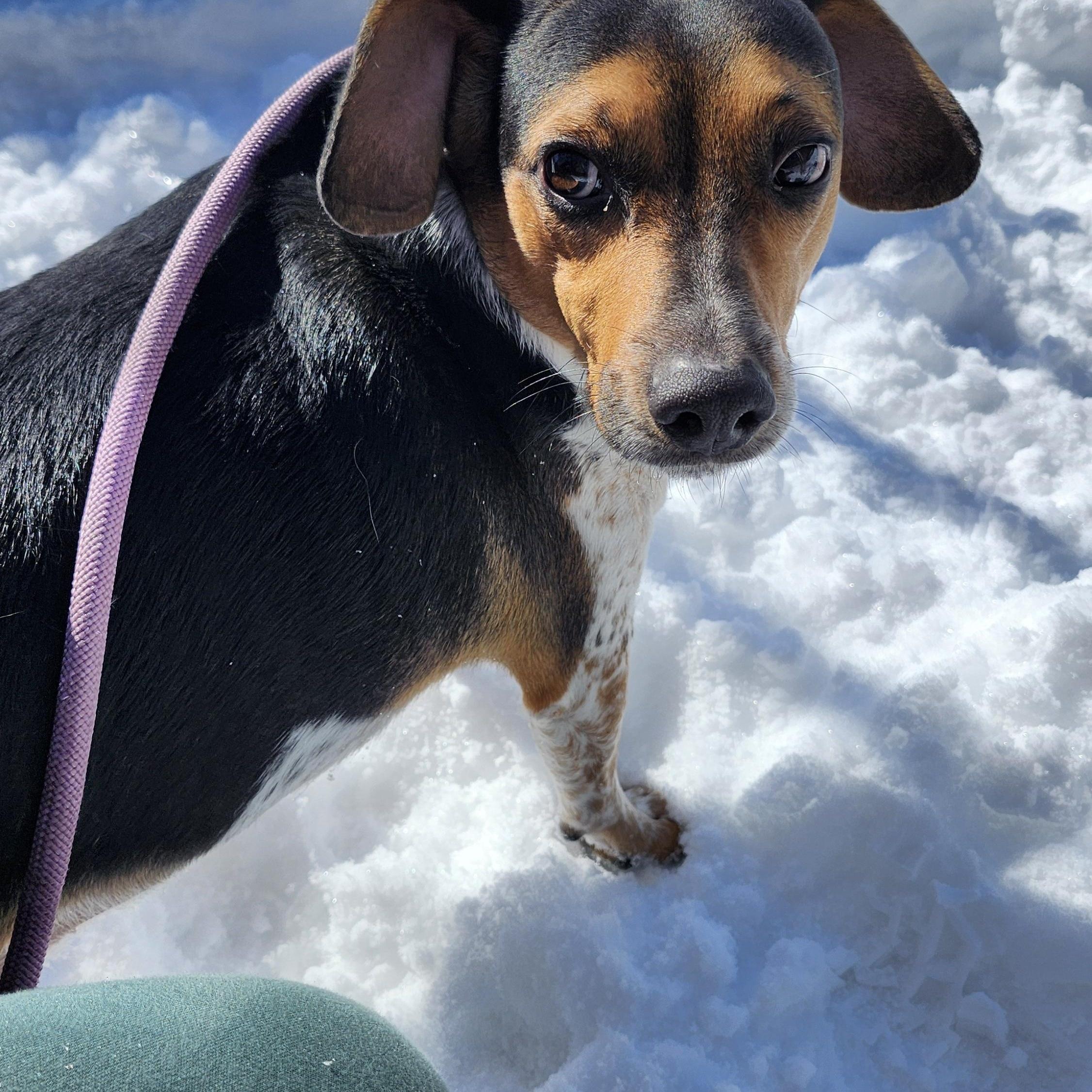 Enlarge Teddy, a Adoptable mixed breed in Tahlequah, OK image 3/5