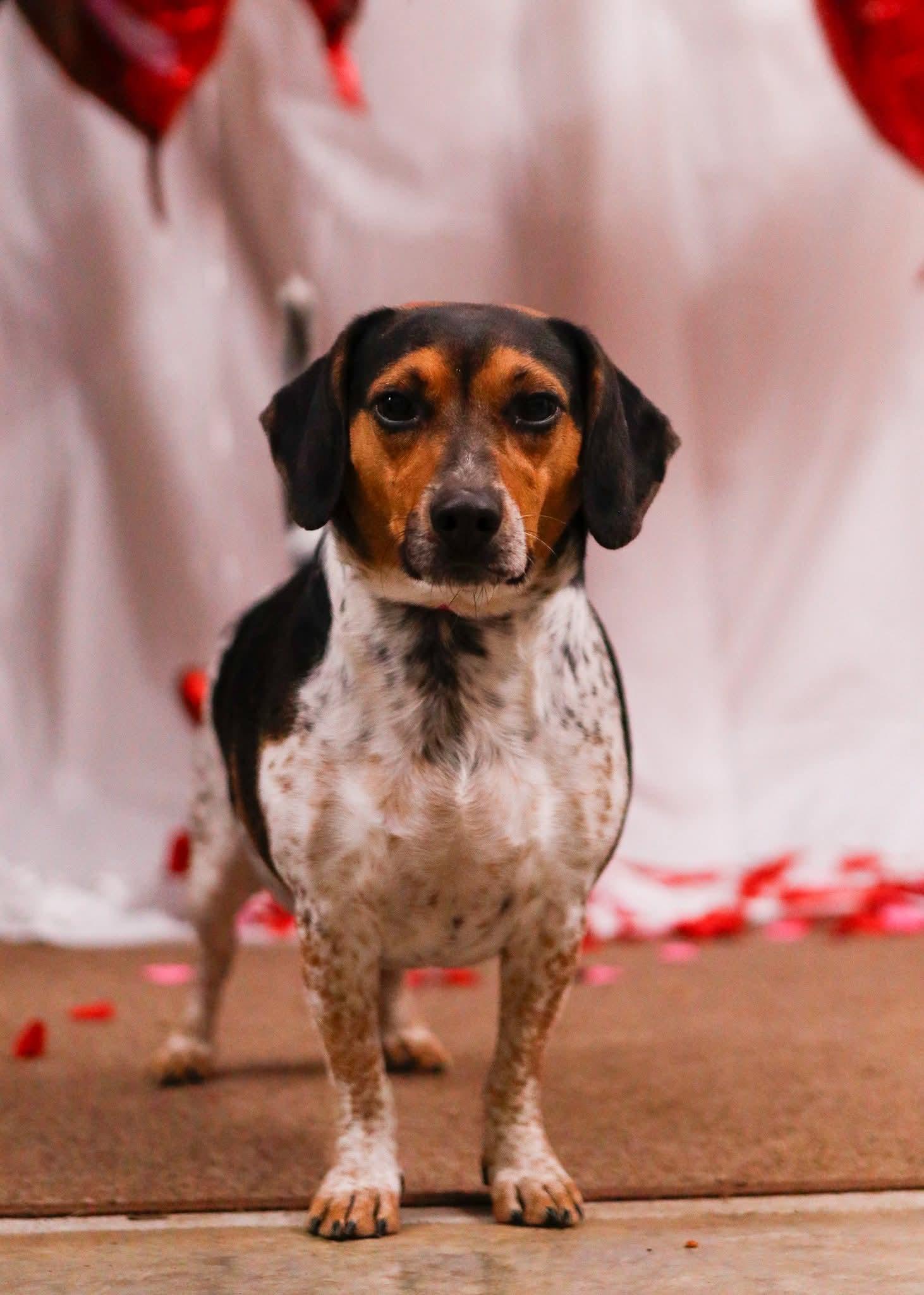Teddy, Adoptable, Adult Male Beagle.