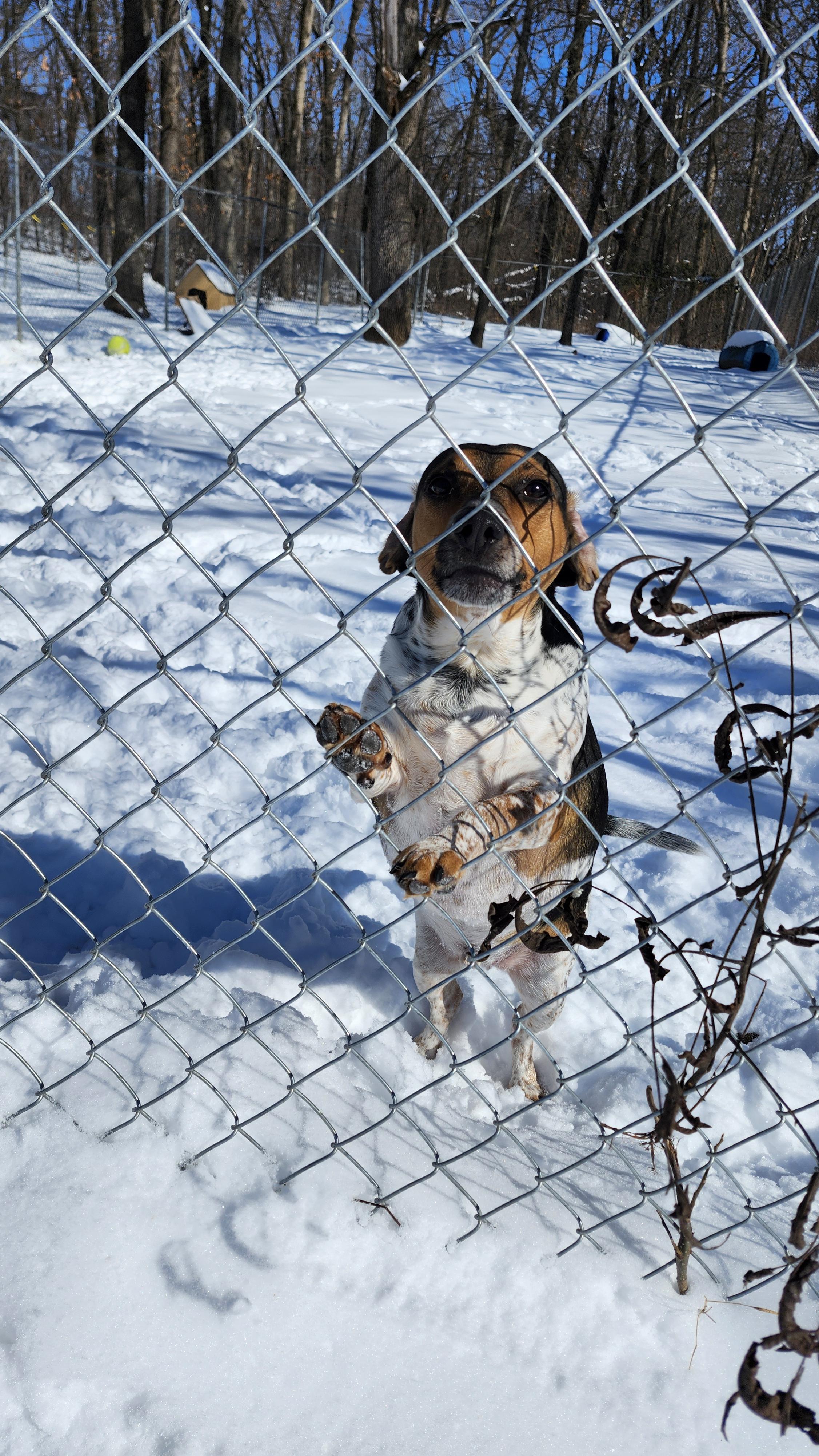 Enlarge Teddy, a Adoptable mixed breed in Tahlequah, OK image 5/6