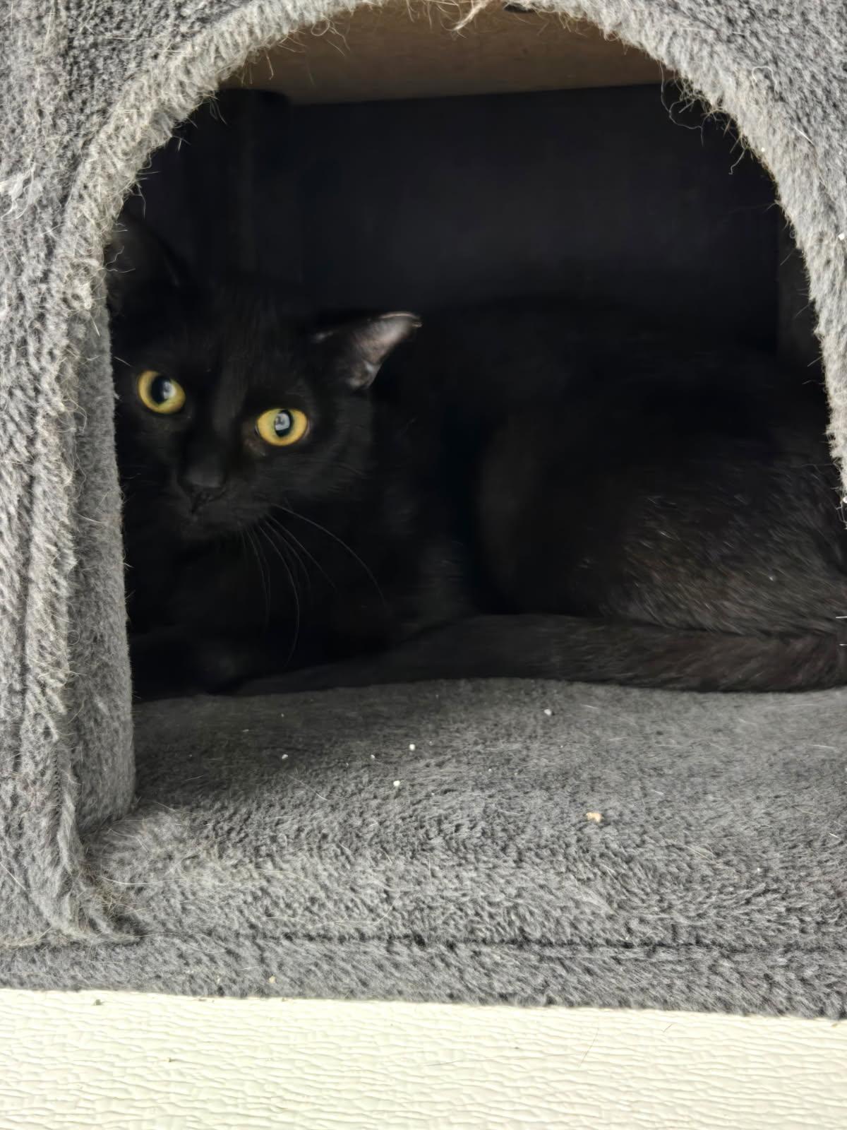 Rigatoni, Adoptable, Adult Female Domestic Short Hair.