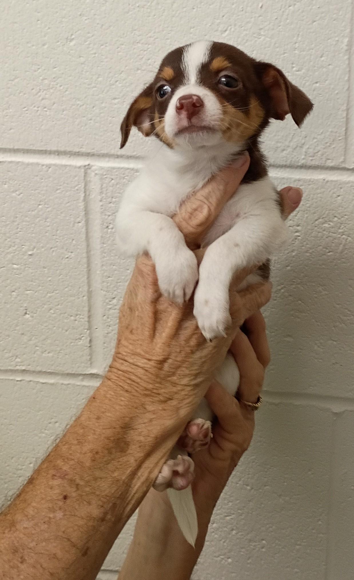 Enlarge Calvin, a Adopted mixed breed in Springfield, OH image 2/5