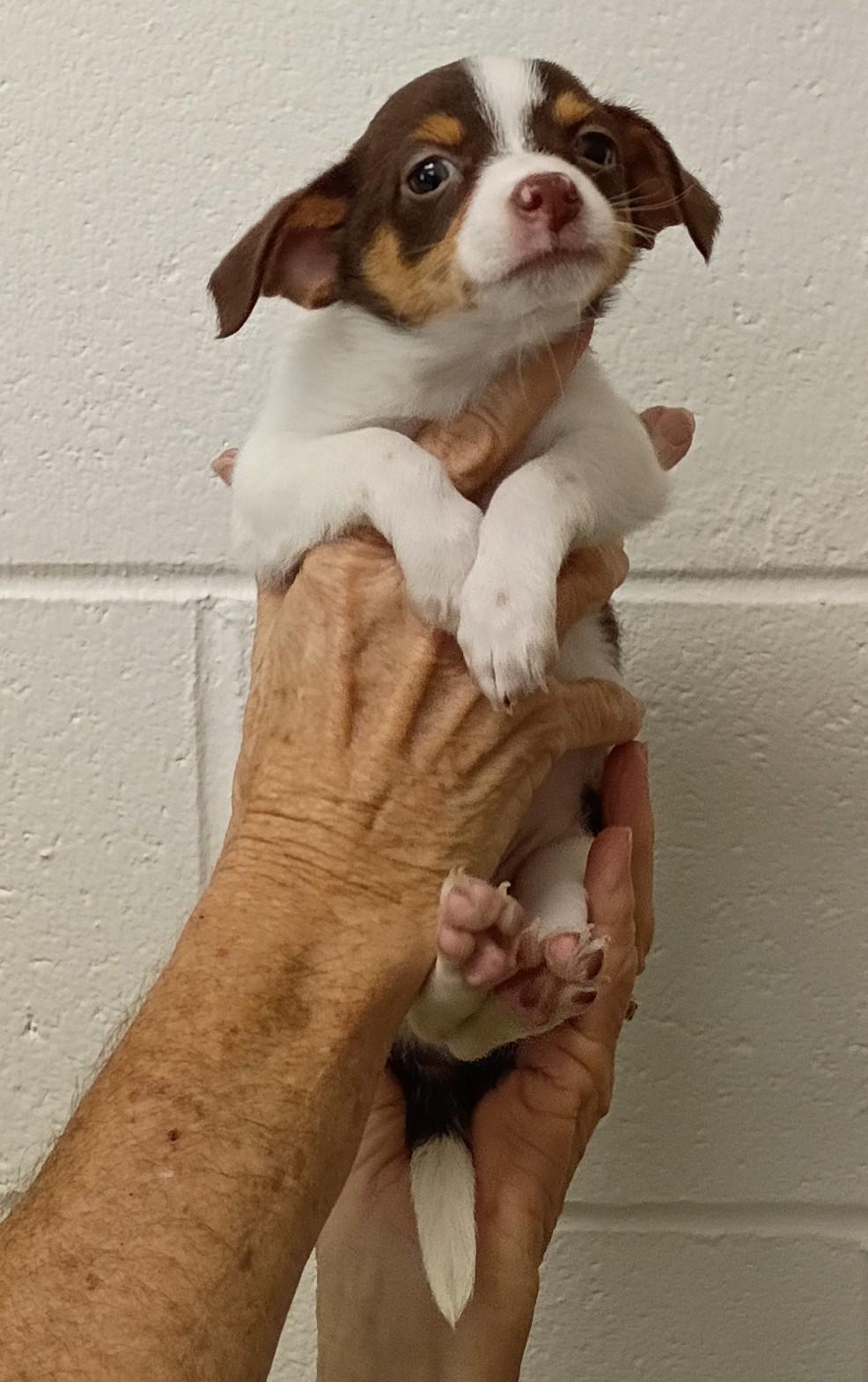 Enlarge Calvin, a Adopted mixed breed in Springfield, OH image 5/5