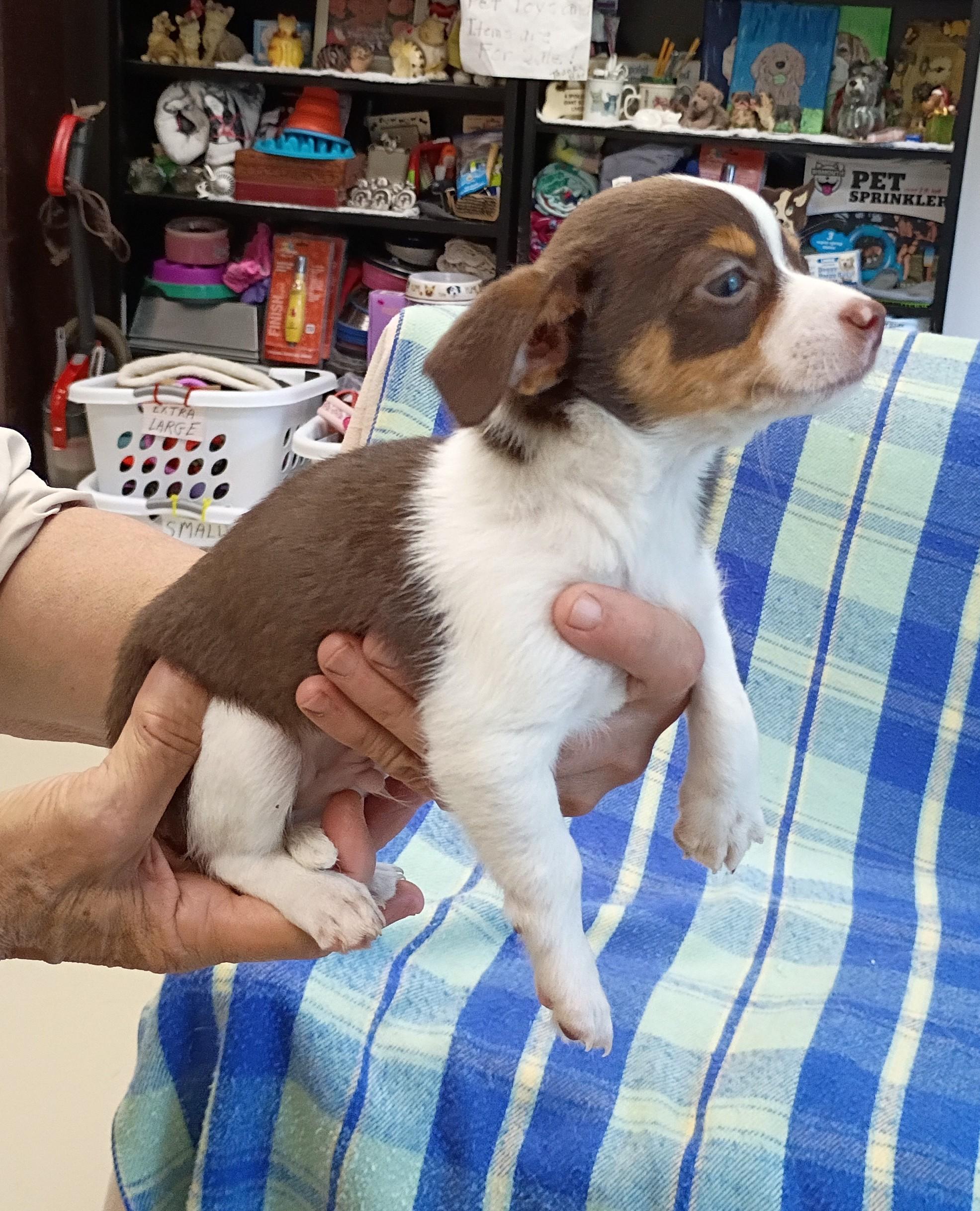 Enlarge Calvin, a Adopted mixed breed in Springfield, OH image 1/5