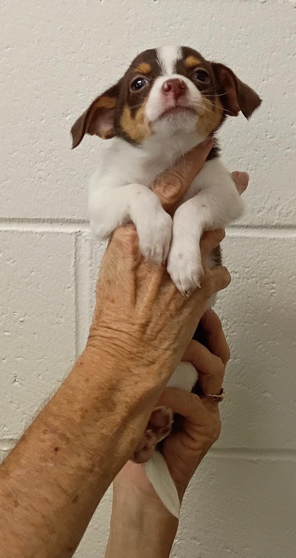 Enlarge Calvin, a Adopted mixed breed in Springfield, OH image 4/5