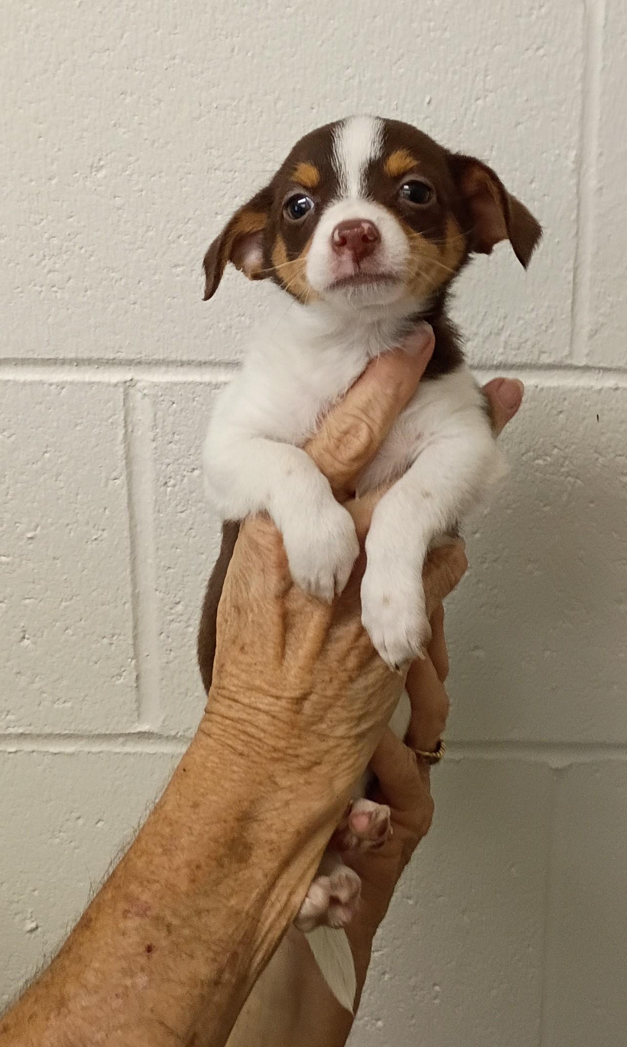Enlarge Calvin, a Adopted mixed breed in Springfield, OH image 3/5