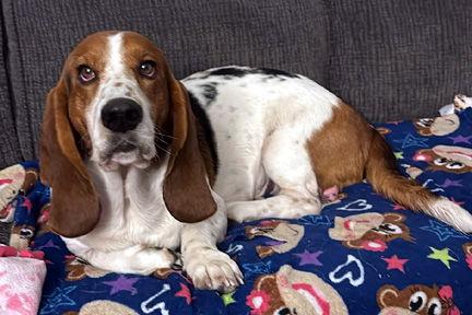 Enlarge RIO - ADOPTION PENDING!, a Adoptable Basset Hound in Mays Landing, NJ image 1/3