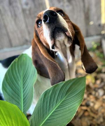 Enlarge RIO - ADOPTION PENDING!, a Adoptable Basset Hound in Mays Landing, NJ image 2/3