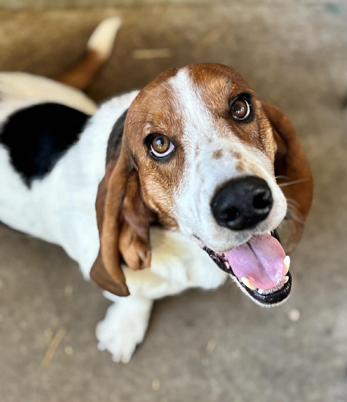 Enlarge RIO - ADOPTION PENDING!, a Adoptable Basset Hound in Mays Landing, NJ image 3/3