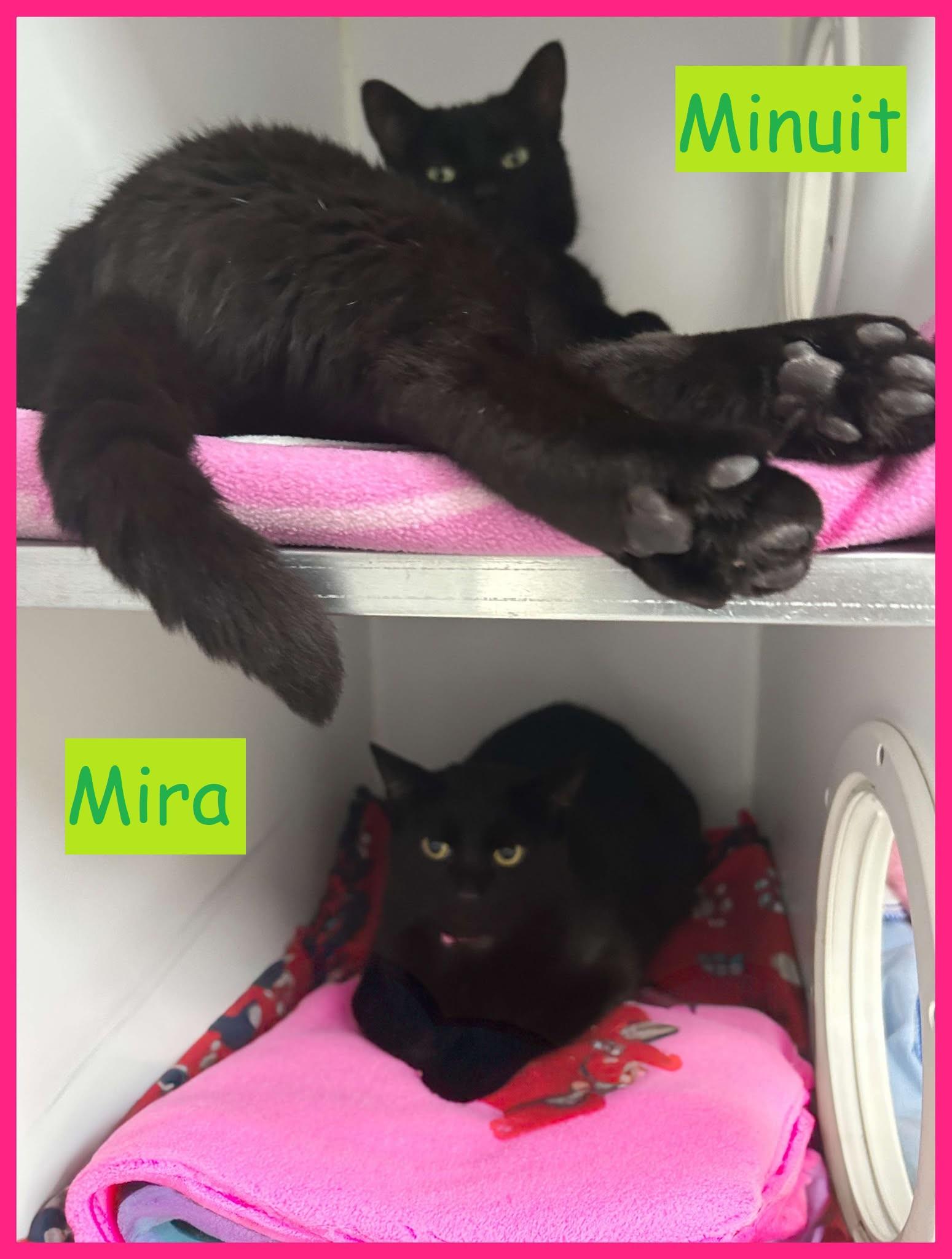 Mira et Minuit - Duo, Adult Male Domestic Short Hair