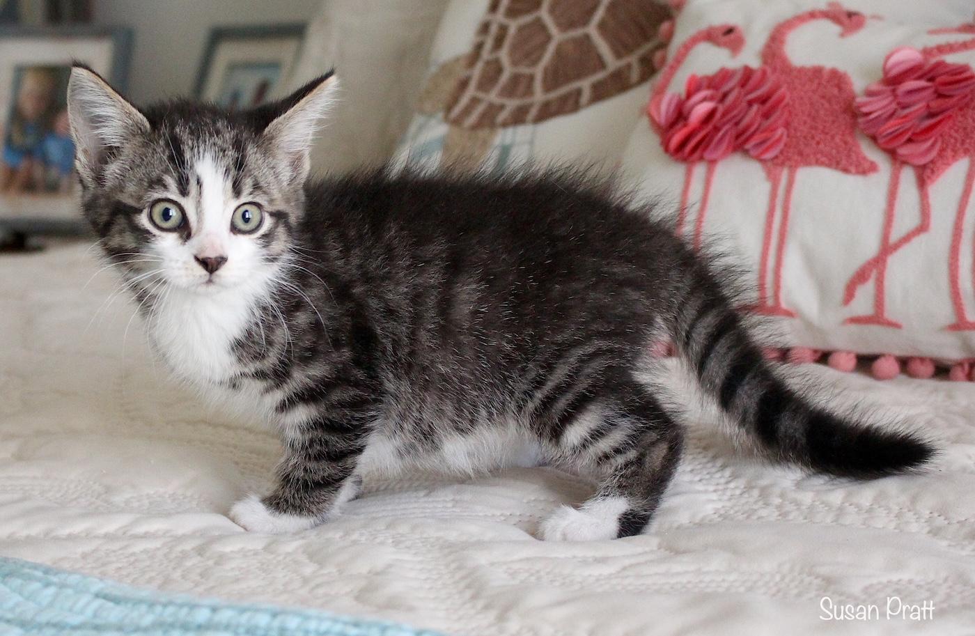 Ginny, an adopted Domestic Short Hair in Bedford, VA image 3/5