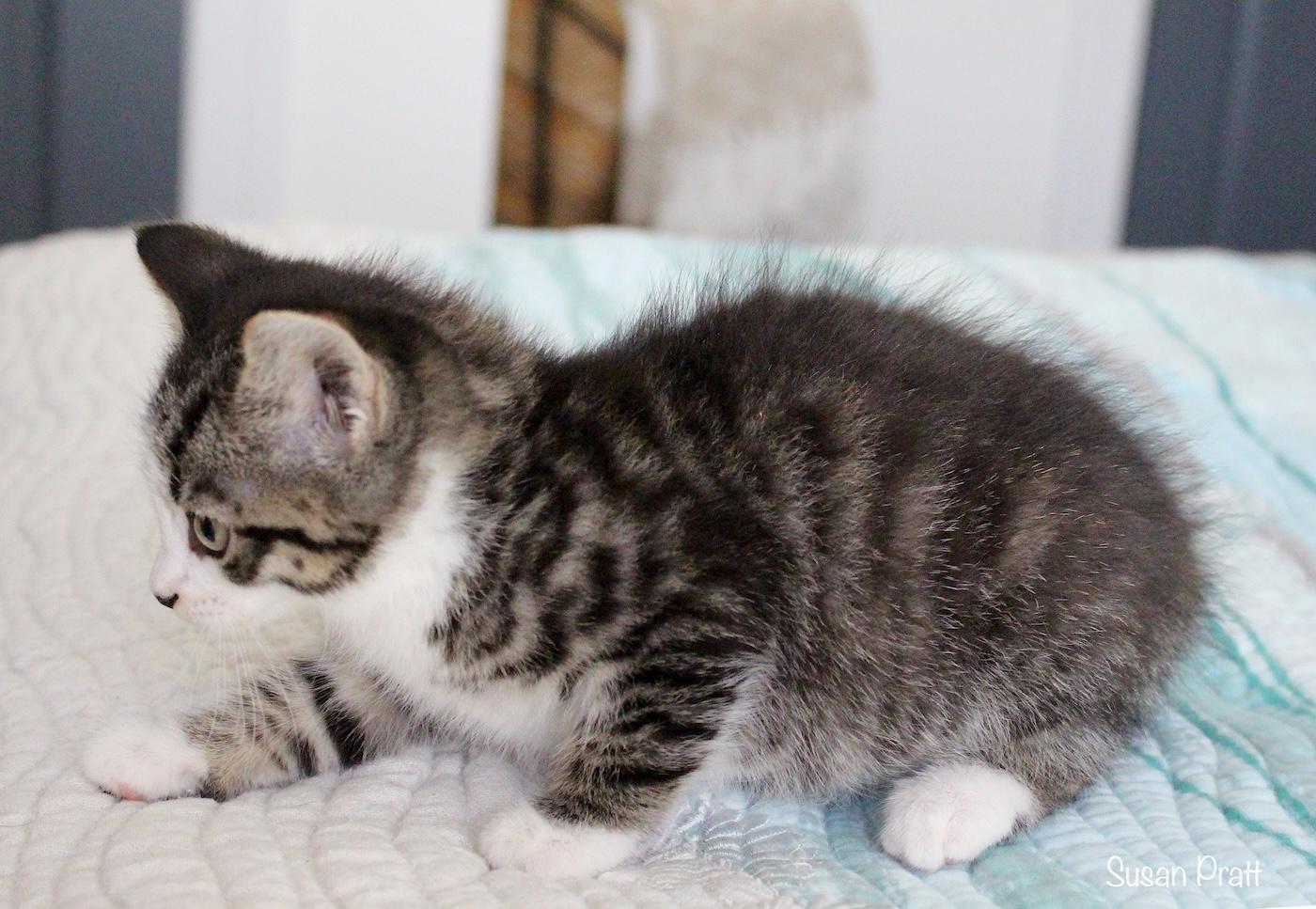 Ginny, an adopted Domestic Short Hair in Bedford, VA image 2/5