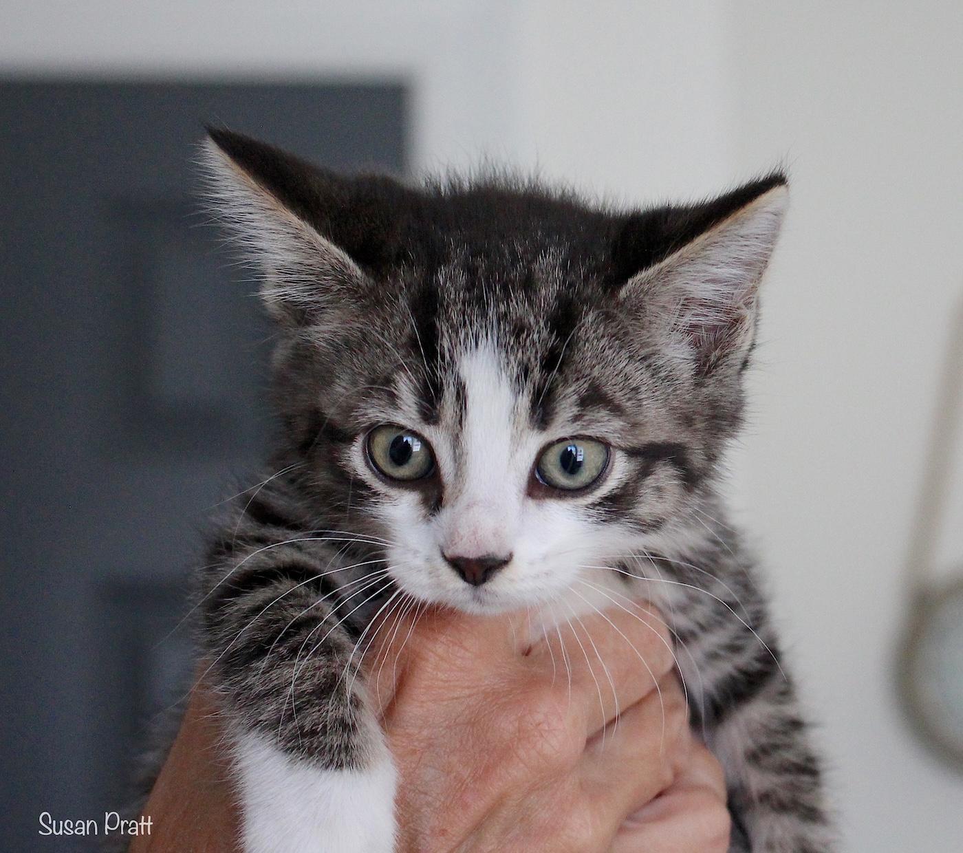 Ginny, an adopted Domestic Short Hair in Bedford, VA image 1/5