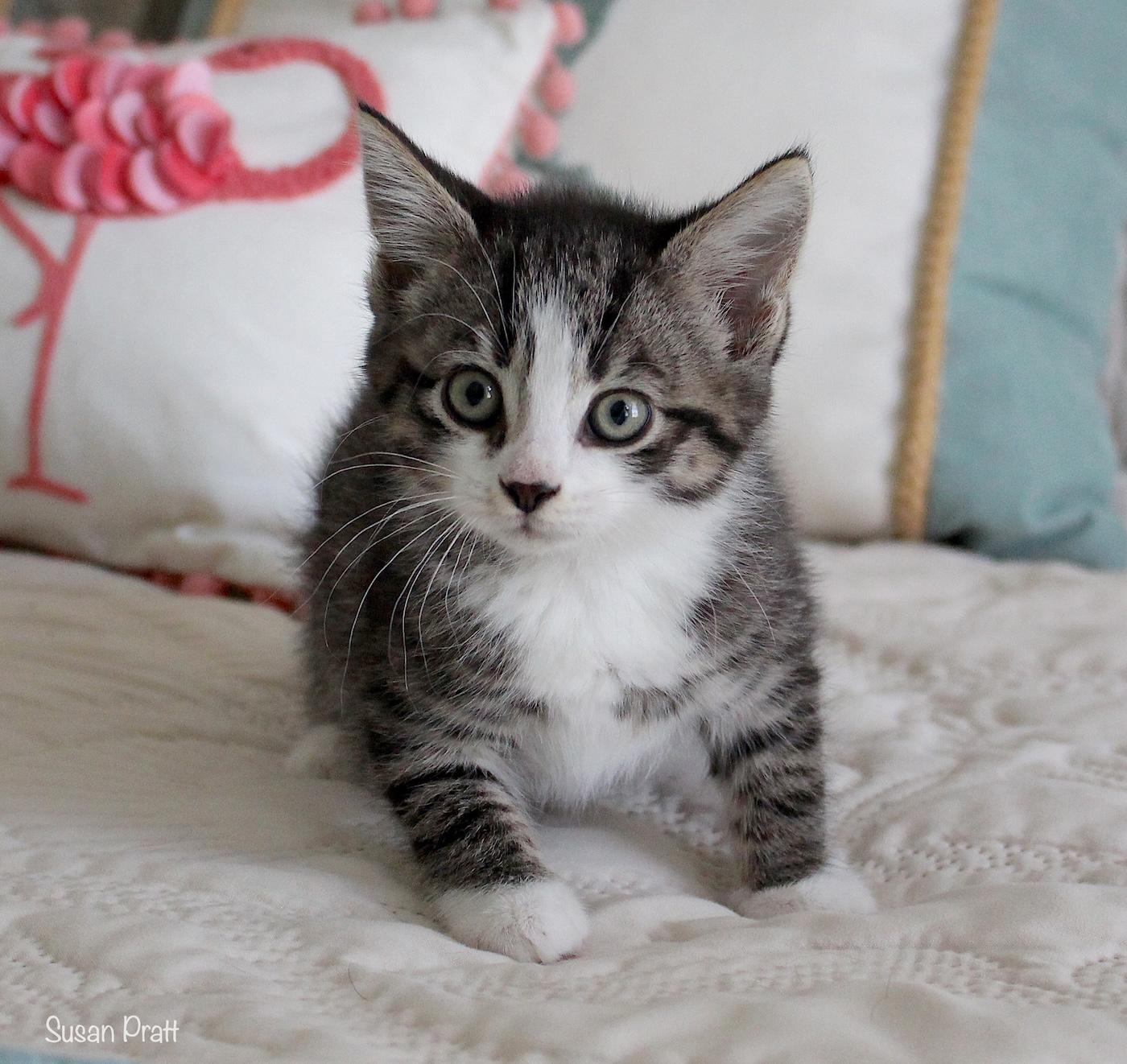 Ginny, an adopted Domestic Short Hair in Bedford, VA image 4/5