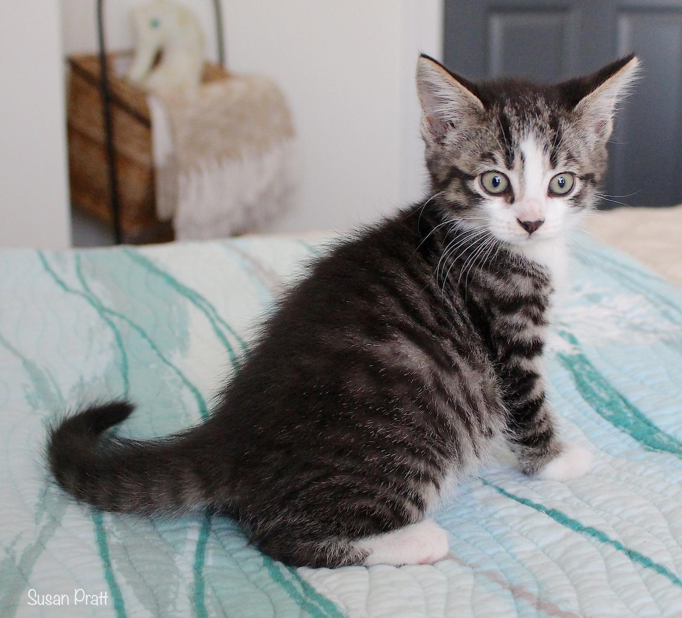 Ginny, an adopted Domestic Short Hair in Bedford, VA image 5/5