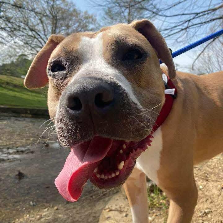 Enlarge Prancer, a Adoptable Mixed Breed in Perryville, AR image 1/4