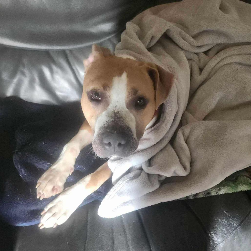 Enlarge Prancer, a Adoptable Mixed Breed in Perryville, AR image 3/4