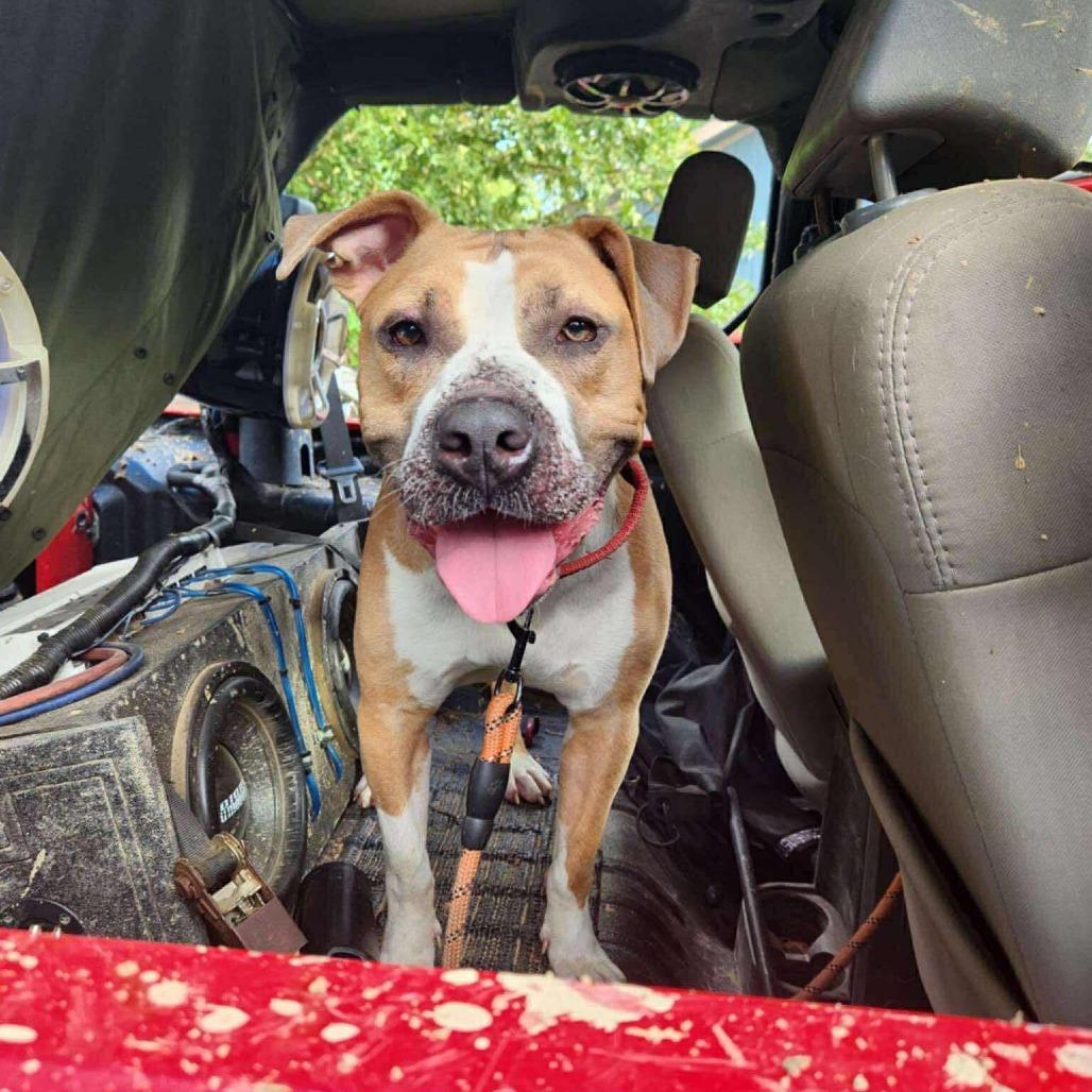 Enlarge Prancer, a Adoptable Mixed Breed in Perryville, AR image 4/4