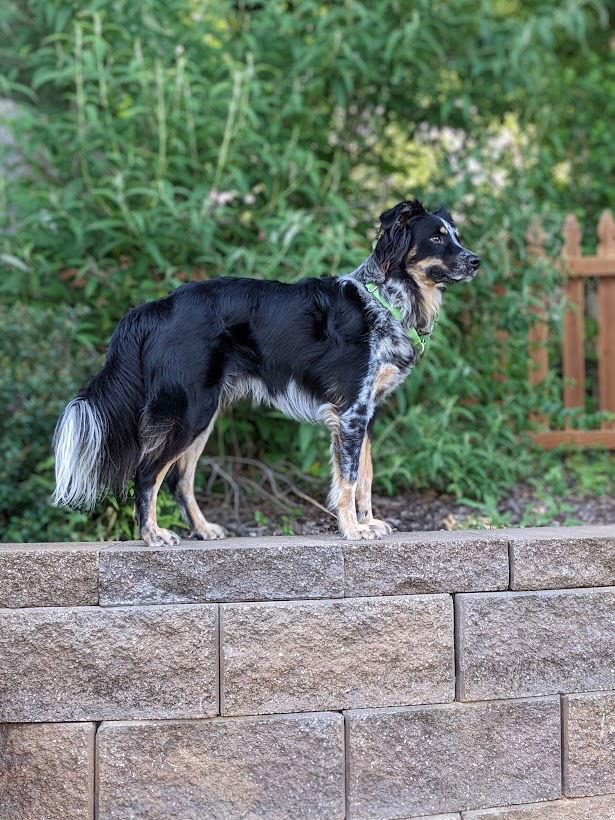 Enlarge Henry (2020), a Adopted Border Collie in Columbia, MO image 1/3