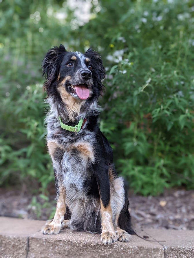 Enlarge Henry (2020), a Adopted Border Collie in Columbia, MO image 2/3