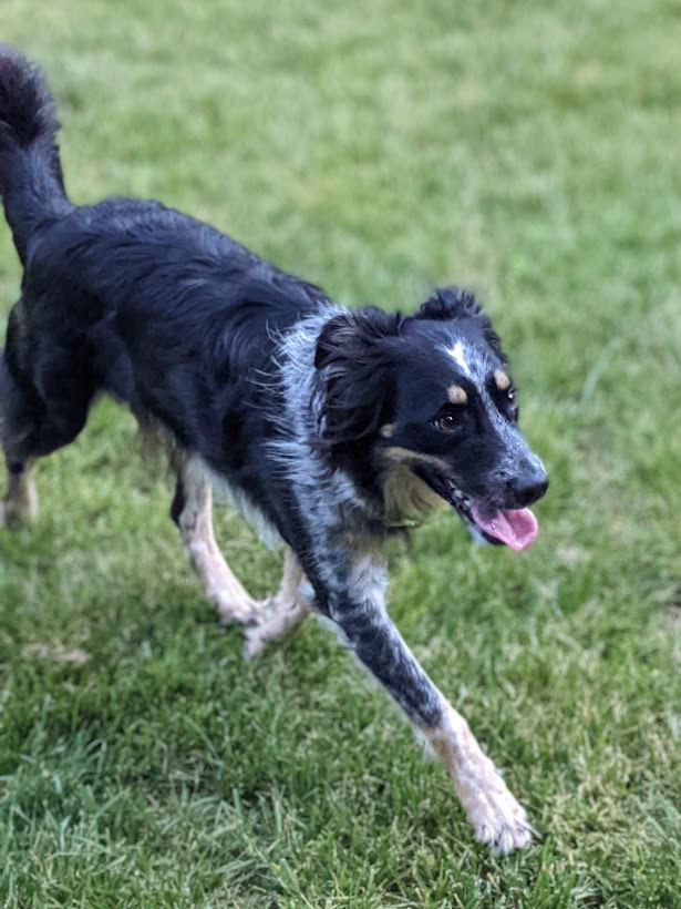 Enlarge Henry (2020), a Adopted Border Collie in Columbia, MO image 3/3