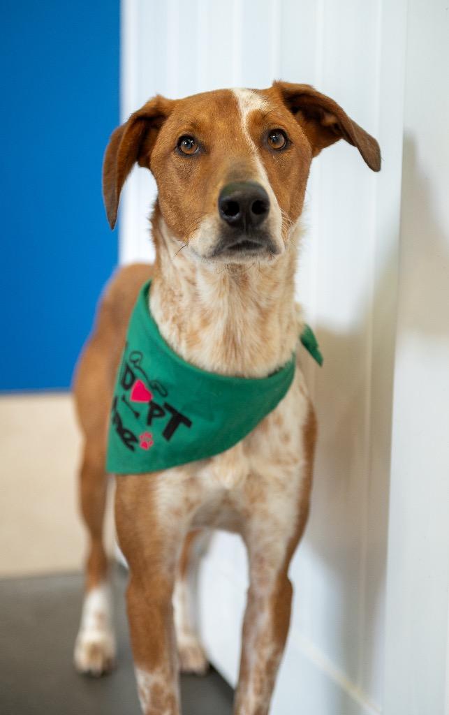 Ruzunga, a Adoptable mixed breed in Fort Lupton, CO image 1/5