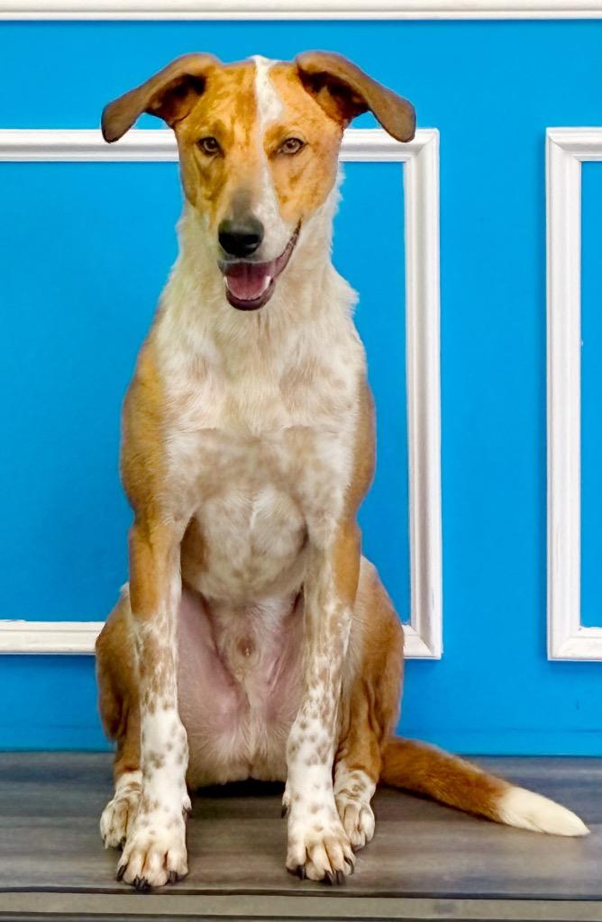 Ruzunga, a Adoptable mixed breed in Fort Lupton, CO image 2/5