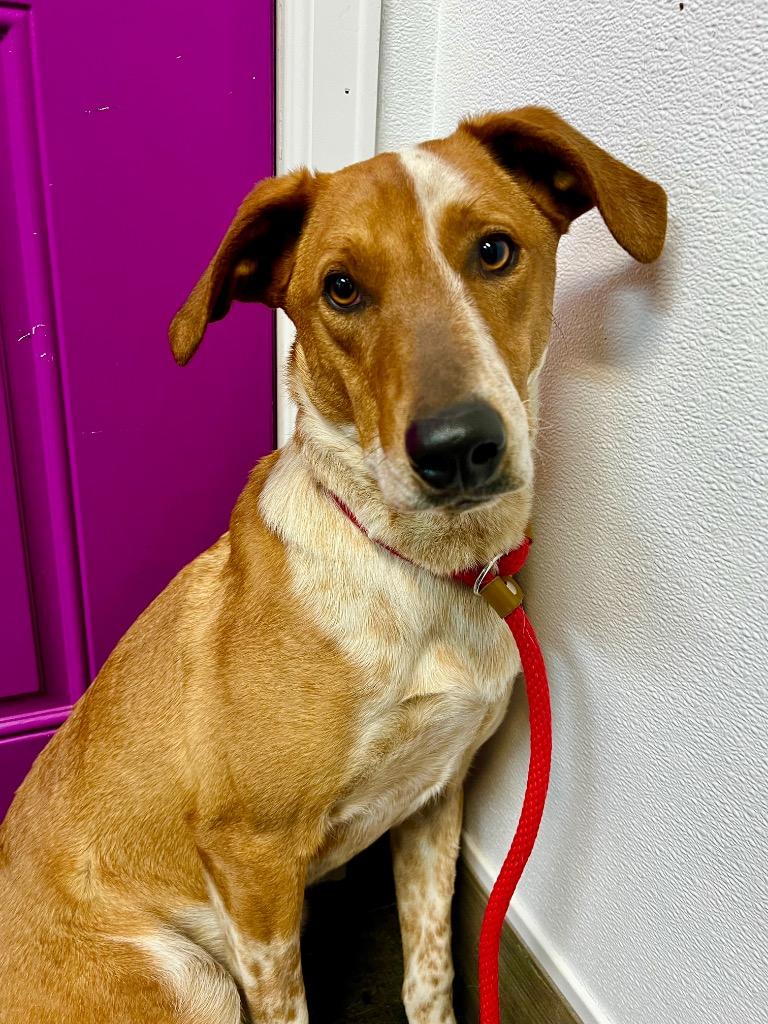 Ruzunga, Adoptable, Young Male Cattle Dog & Australian Cattle Dog / Blue Heeler.