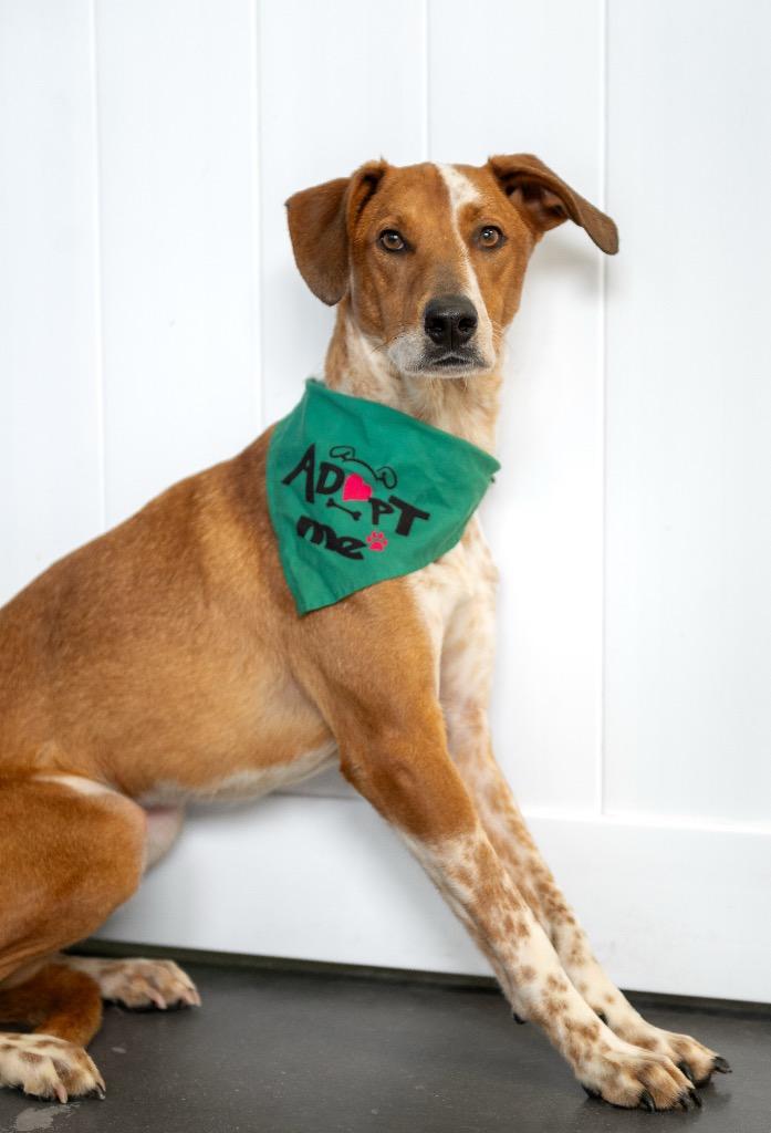 Ruzunga, a Adoptable mixed breed in Fort Lupton, CO image 3/5