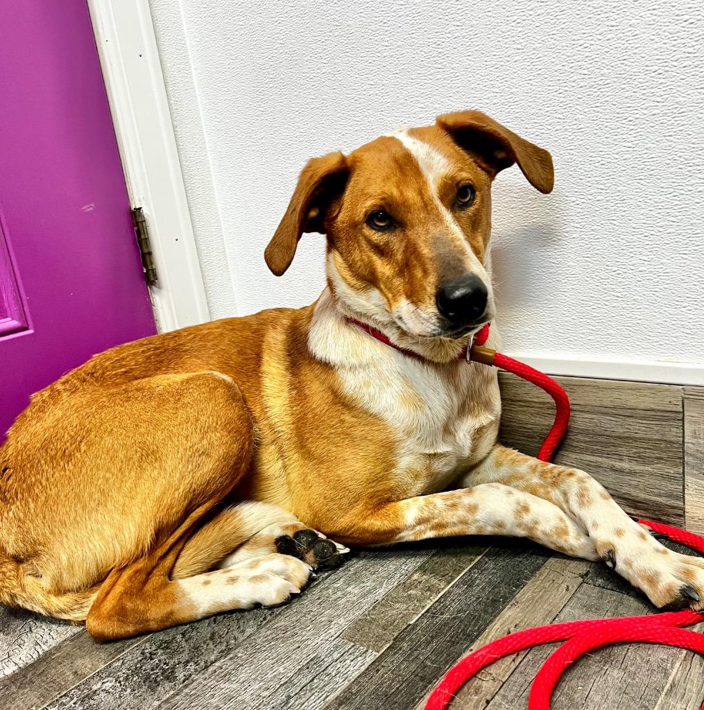 Enlarge Ruzunga, a Adoptable mixed breed in Fort Lupton, CO image 2/4