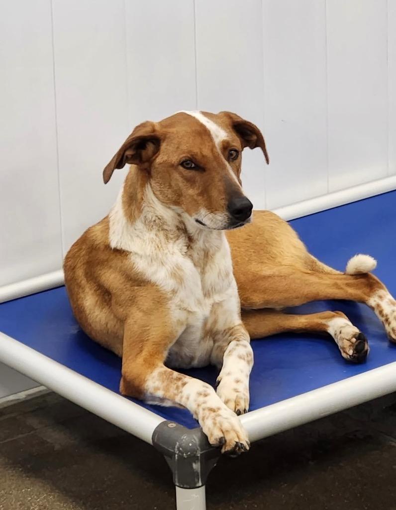 Enlarge Ruzunga, a Adoptable mixed breed in Fort Lupton, CO image 3/4